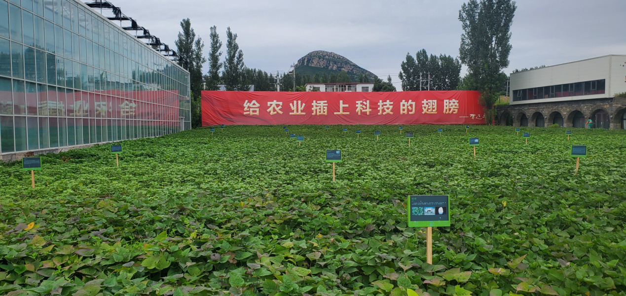 5 乡村振兴齐鲁样板“尼山鹿鸣”示范区实景图.png